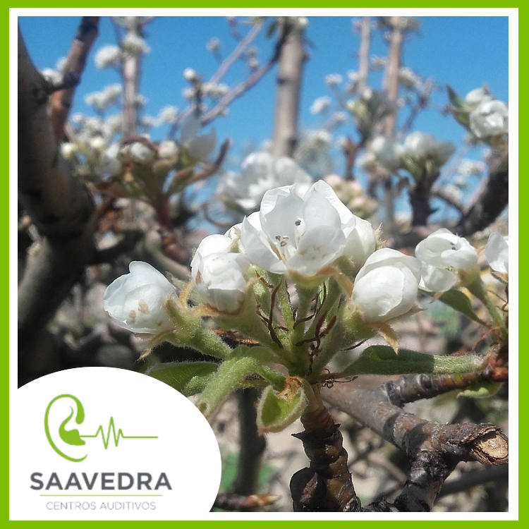 En Saavedra Centros Auditivos disfrutarás de la primavera con tus audífonos